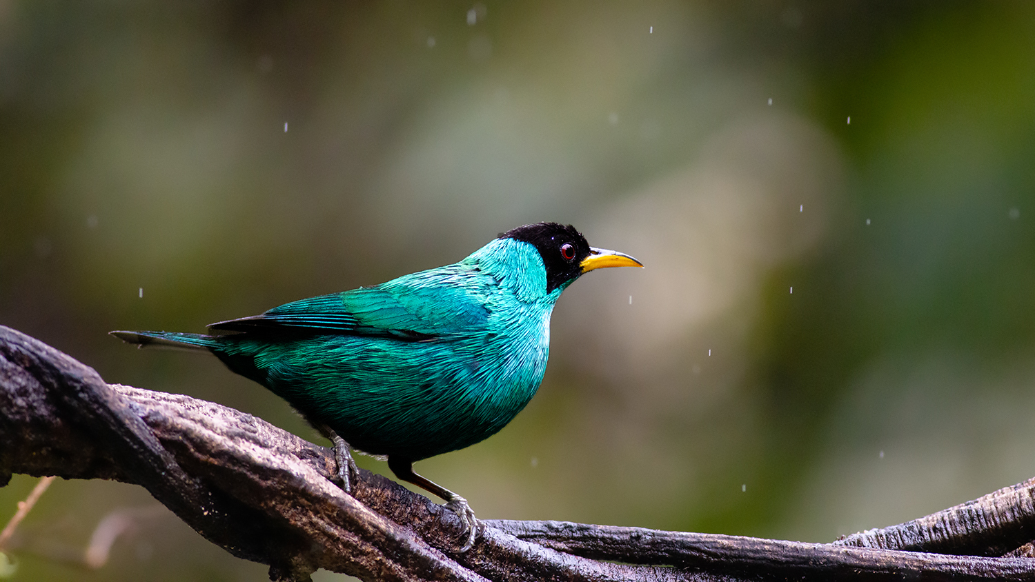 Green Honeycreeper